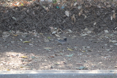 Junco hyemalis