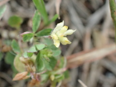 Trifolium dubium