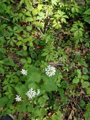 Alliaria petiolata