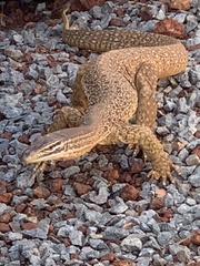 Varanus panoptes rubidus