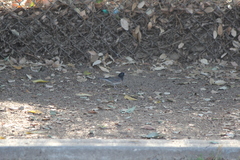 Junco hyemalis