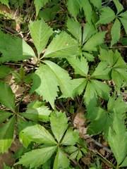 Parthenocissus