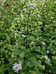 Alliaria petiolata