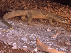 Varanus panoptes rubidus