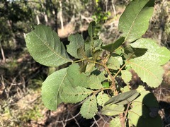 Alectryon subdentatus