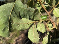 Alectryon subdentatus