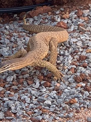 Varanus panoptes rubidus