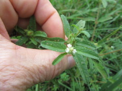 Croton glandulosus septentrionalis