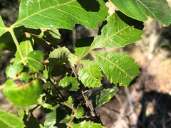 Alectryon subdentatus