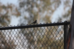 Setophaga coronata auduboni
