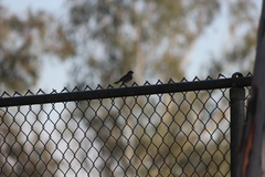 Setophaga coronata auduboni