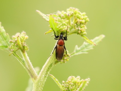 Bibio hortulanus