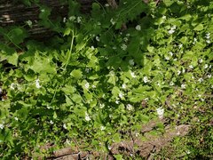 Alliaria petiolata