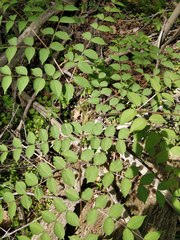 Aralia