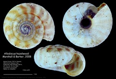Allodiscus hazelwoodi