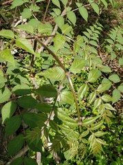 Magnoliopsida
