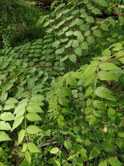 Aralia
