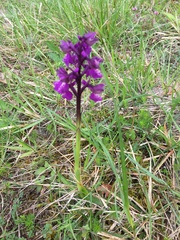 Anacamptis morio morio