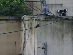 Columba pulchricollis
