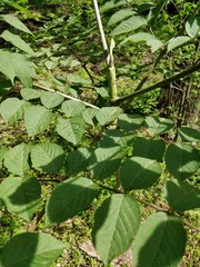 Aralia