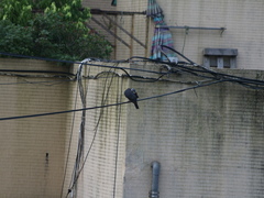 Columba pulchricollis