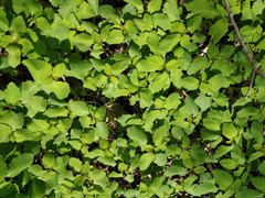 Magnoliopsida