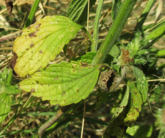 Leucas martinicensis