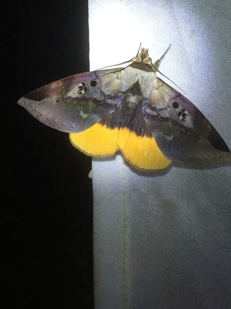 Amphoraceras