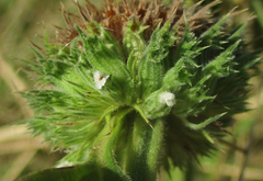 Leucas martinicensis