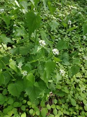 Alliaria petiolata