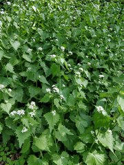 Alliaria petiolata