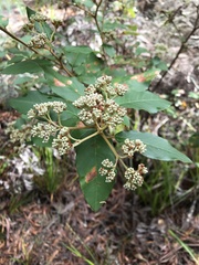 Pomaderris intermedia