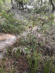 Pomaderris intermedia