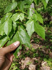 Acer rubrum