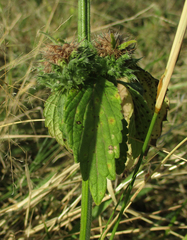 Leucas martinicensis
