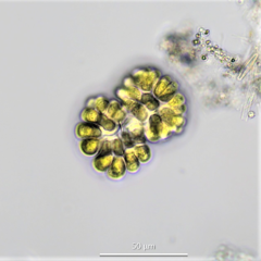 Gomphosphaeria aponina