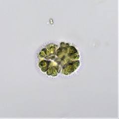 Gomphosphaeria aponina