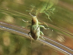 Coniatus splendidulus