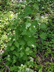 Alliaria petiolata