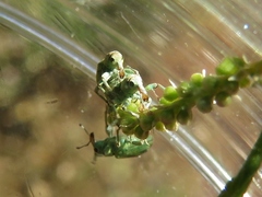 Coniatus splendidulus