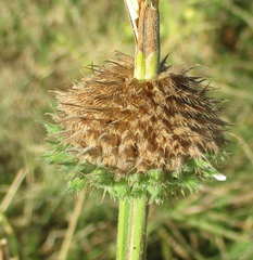 Leucas martinicensis