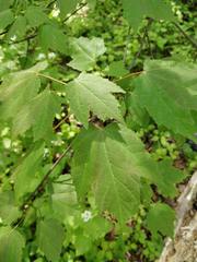 Acer rubrum
