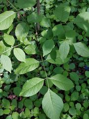 Fraxinus
