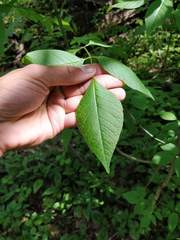 Fraxinus