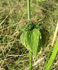 Leucas martinicensis