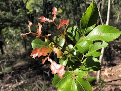 Alectryon subdentatus