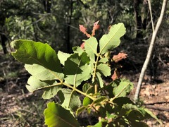 Alectryon subdentatus