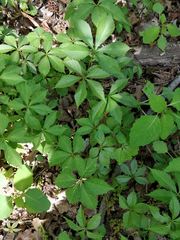 Parthenocissus