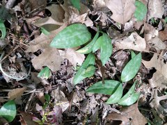 Erythronium americanum