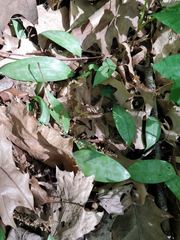 Erythronium americanum